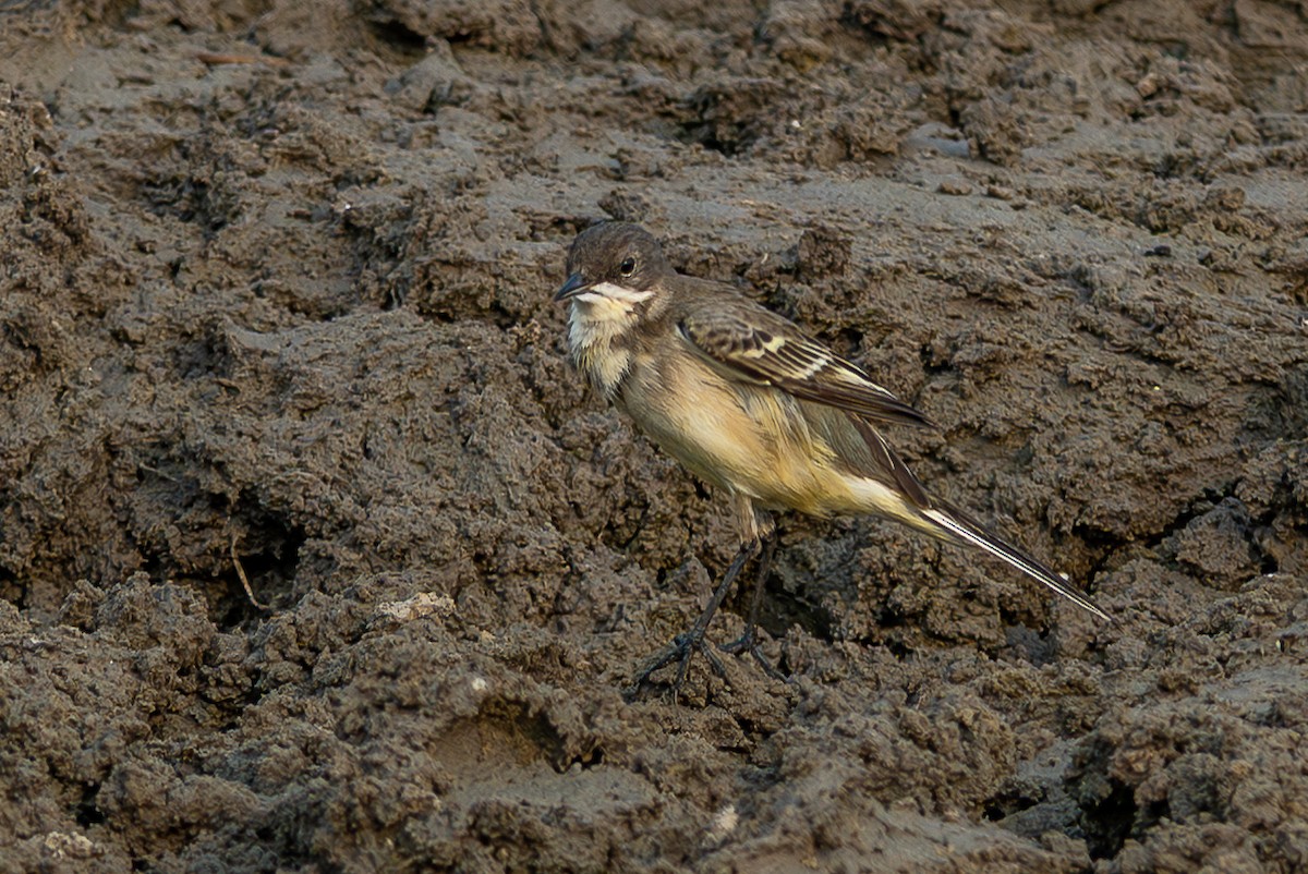 Western Yellow Wagtail - ML645637448