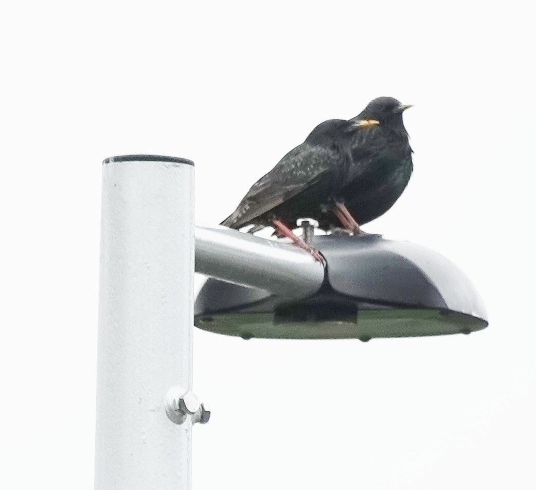 European Starling - ML645637449