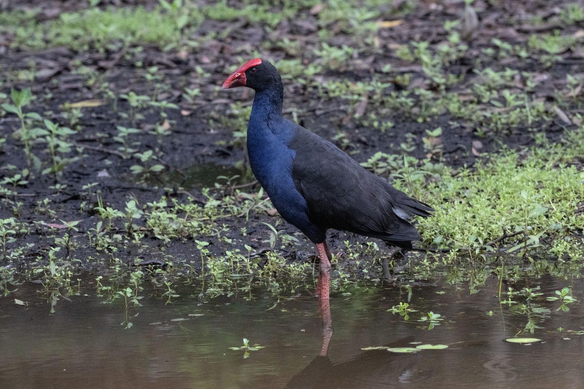 Australasian Swamphen - ML645637450