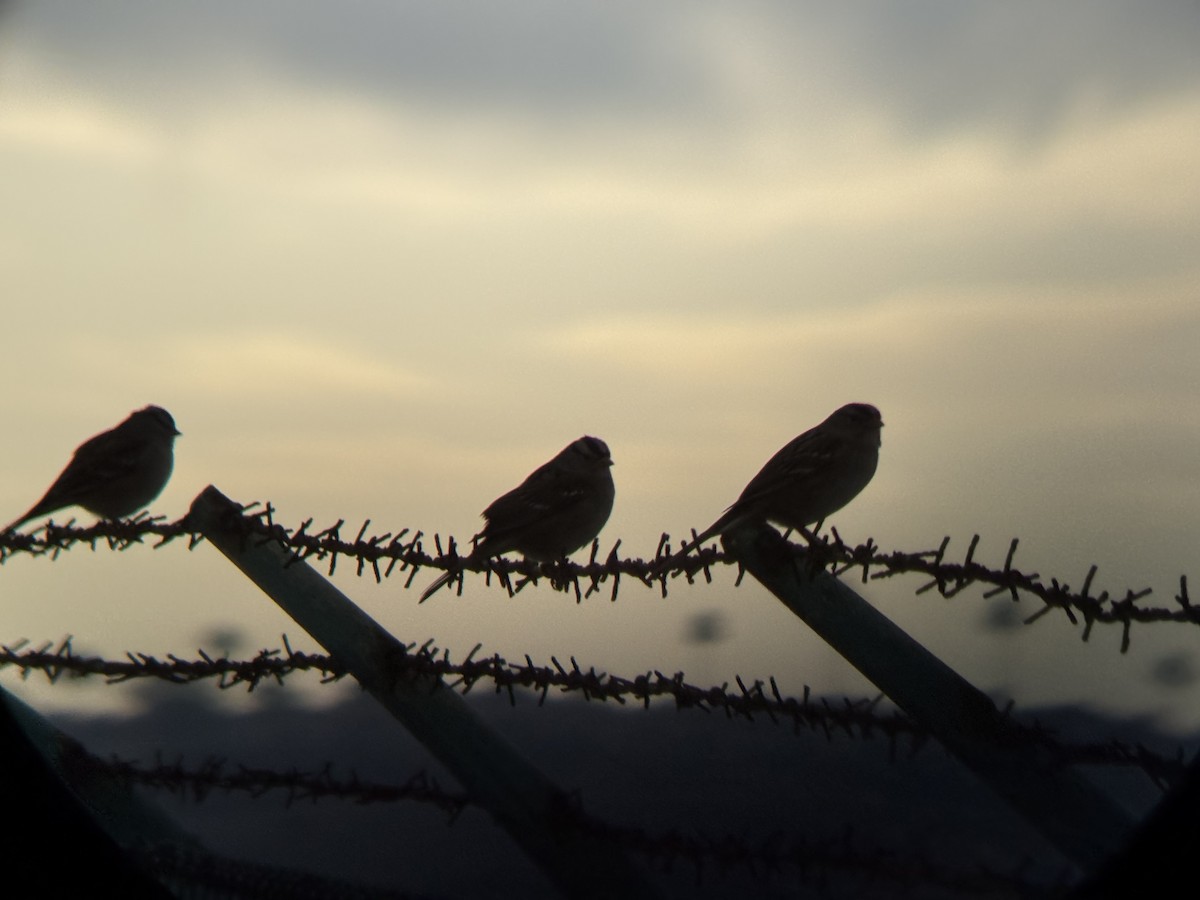 White-crowned Sparrow - ML645637451
