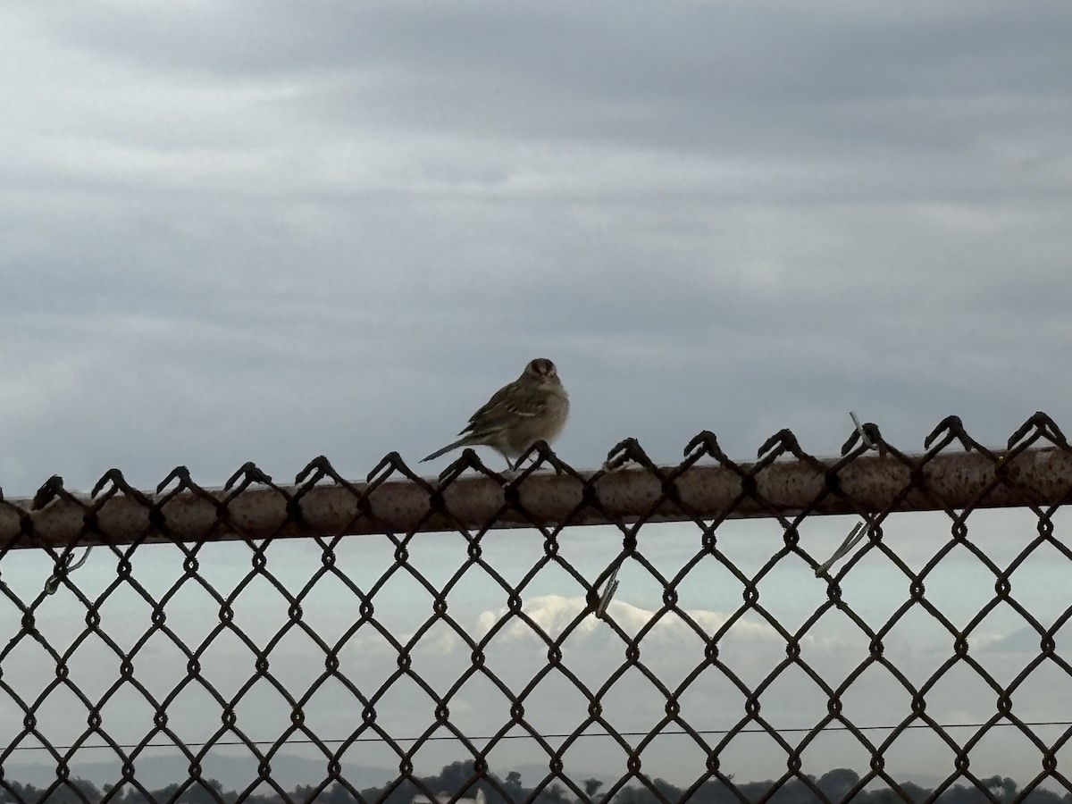 White-crowned Sparrow - ML645637452