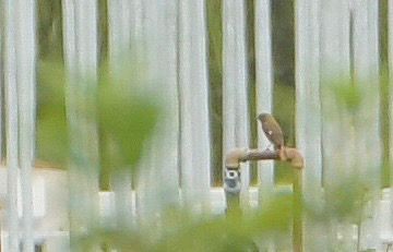 Daurian Redstart - ML645637457