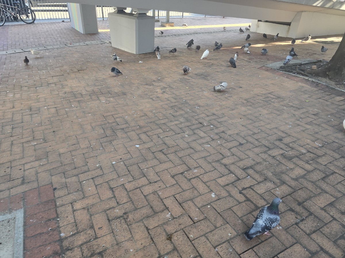 Rock Pigeon (Feral Pigeon) - ML645637458