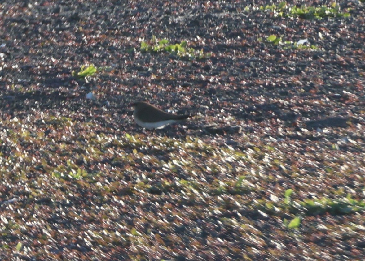 Collared Pratincole - ML645637459