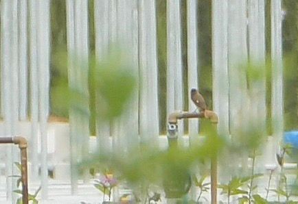 Daurian Redstart - ML645637460