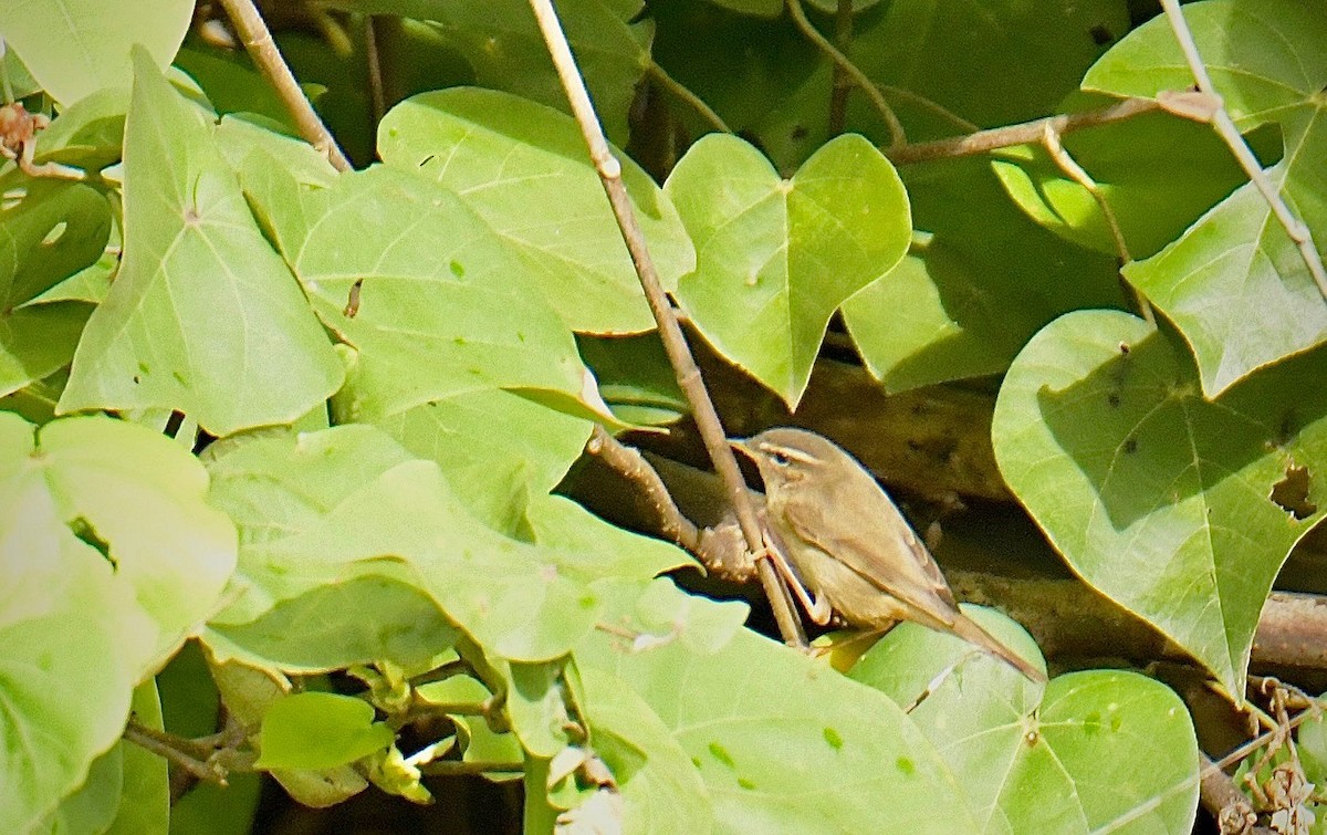 褐色柳鶯 - ML645637464