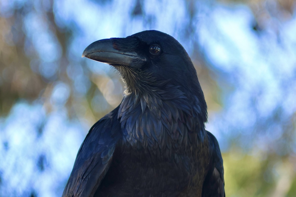 Common Raven - ML645637467