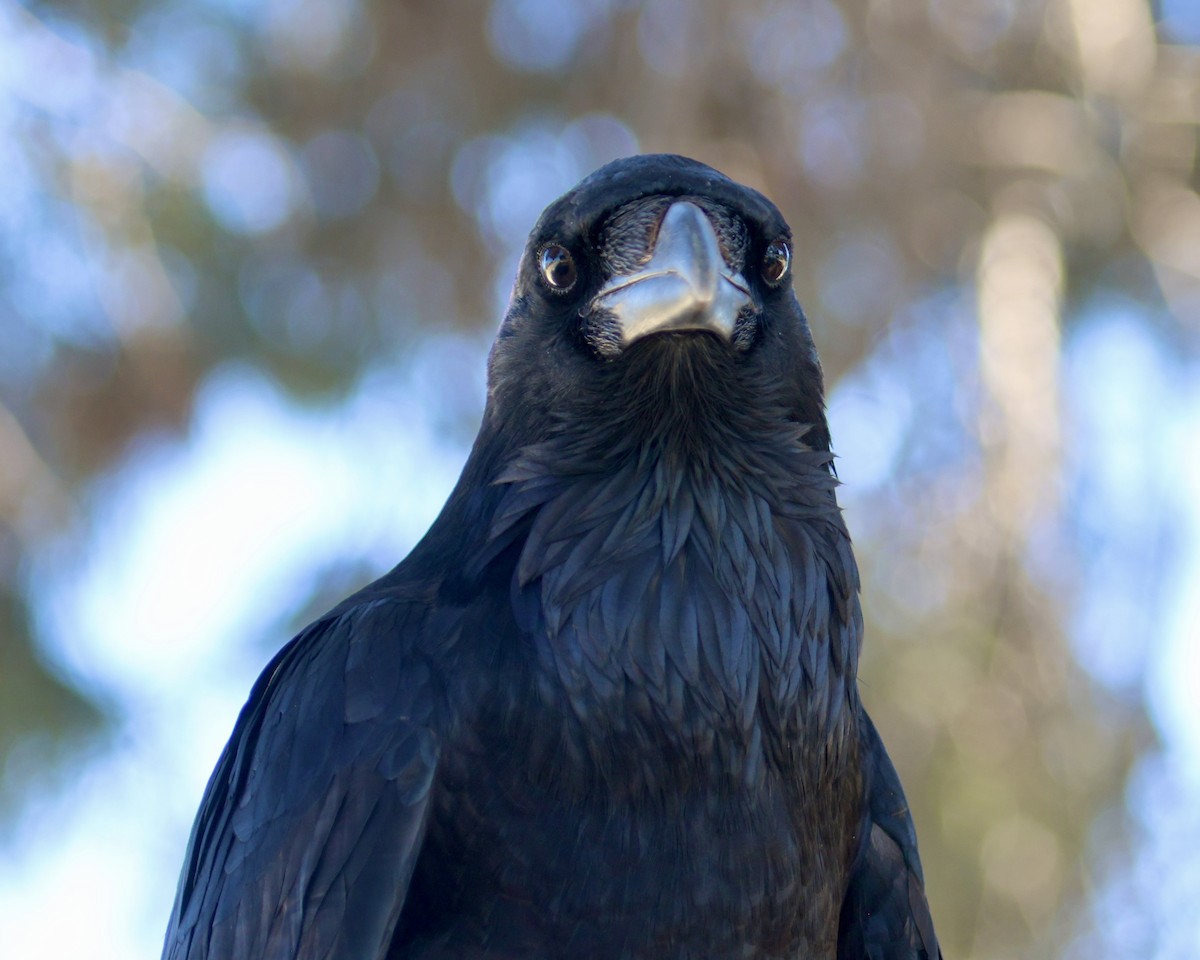 Common Raven - ML645637468