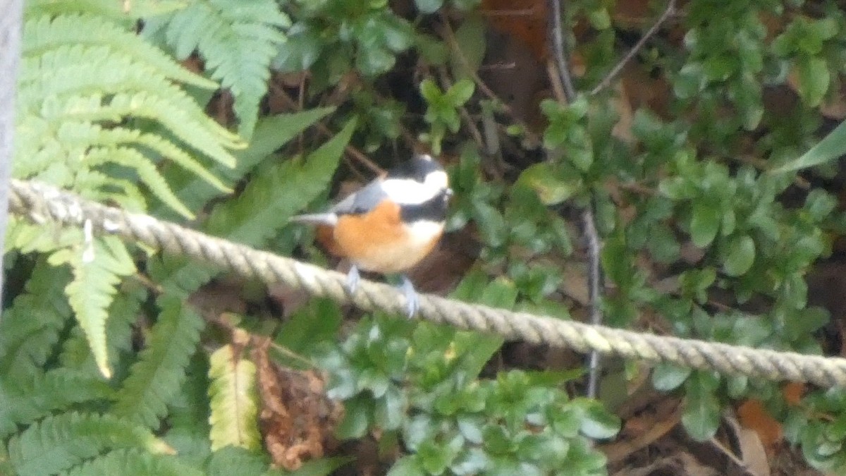 雜色山雀 - ML645637470