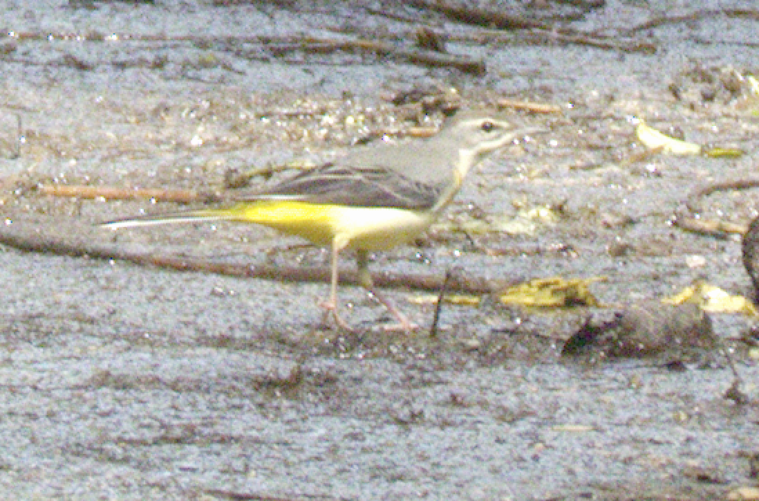 灰鶺鴒 - ML645637473