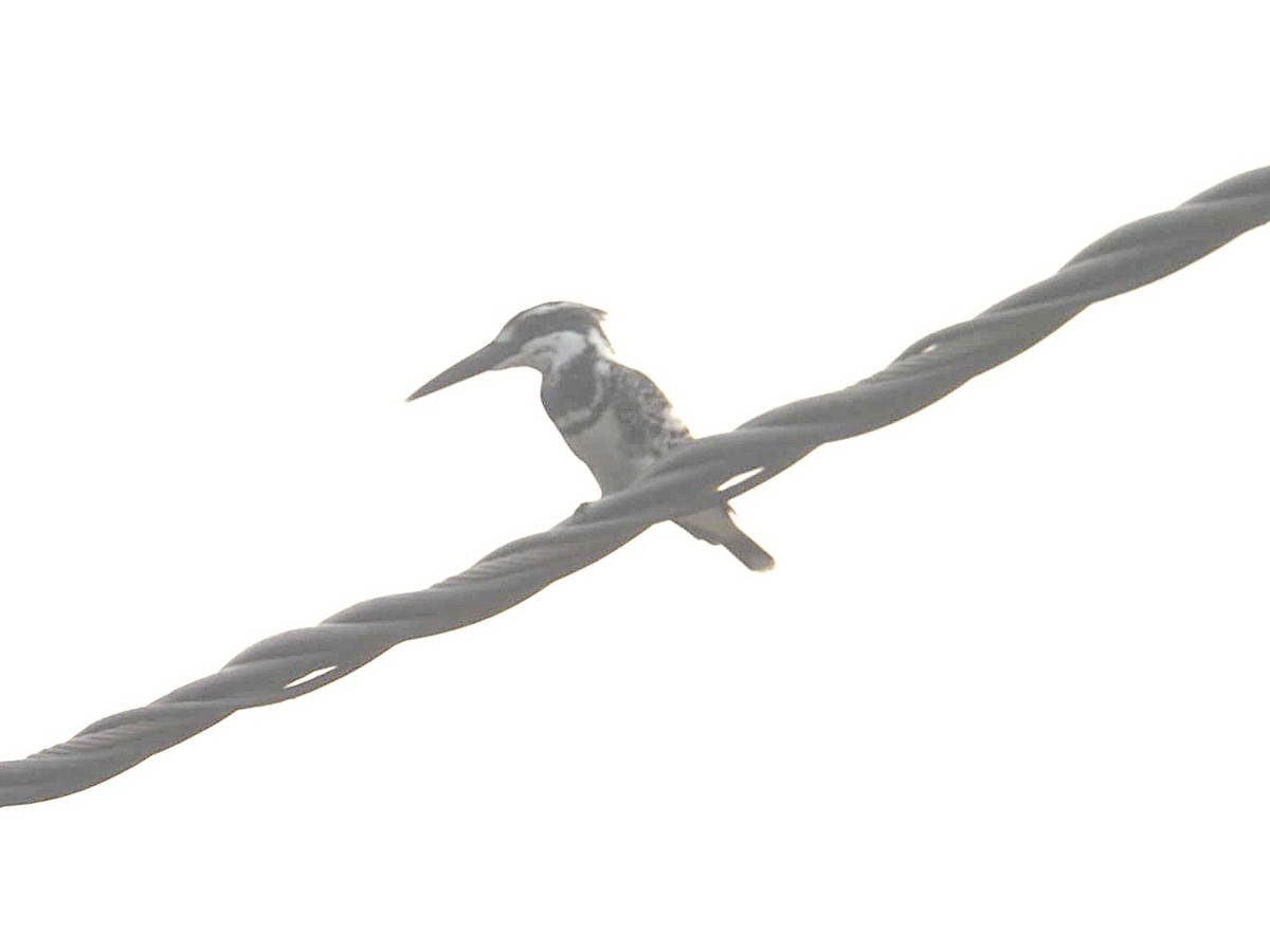 斑翡翠 - ML645637475