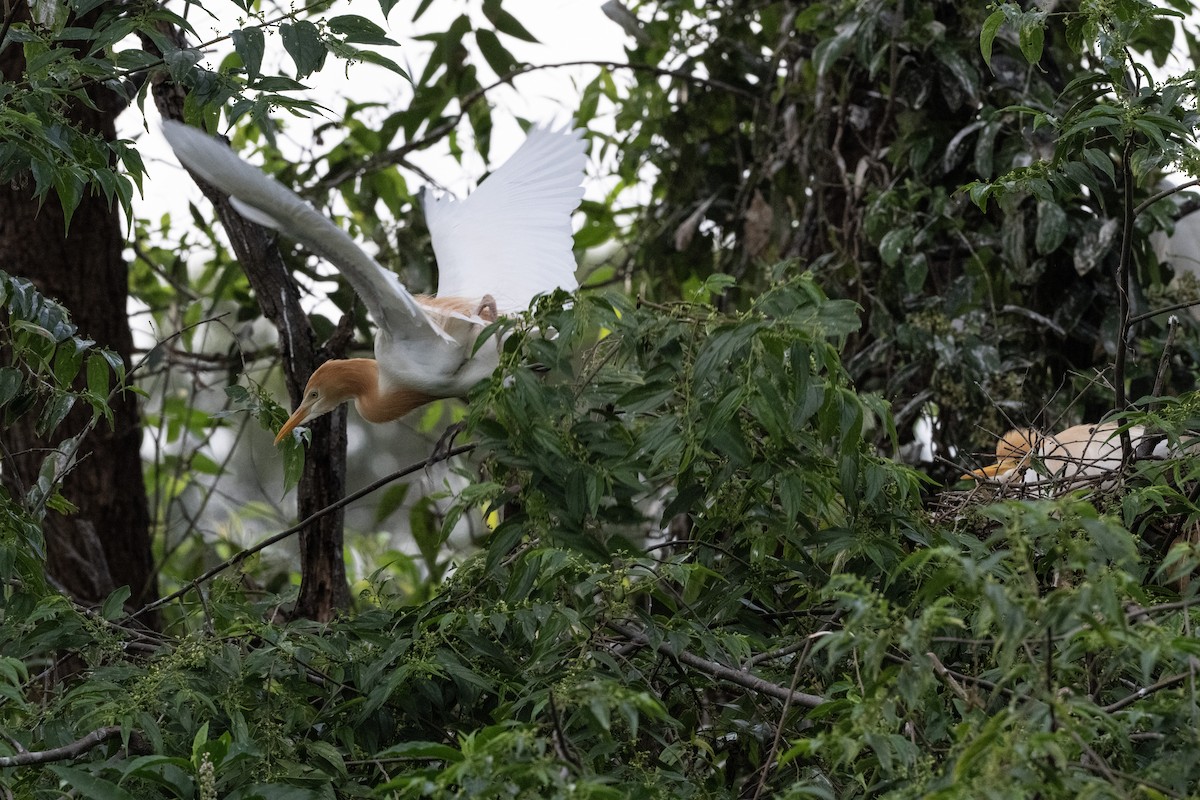 Eastern Cattle-Egret - ML645637477