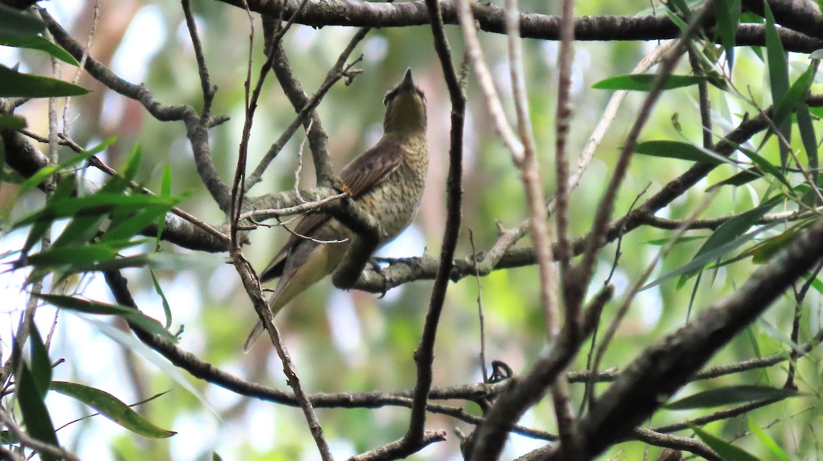 Sahul Cicadabird - ML645637484