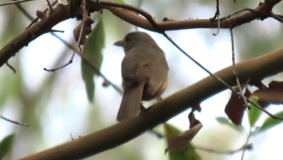 Little Shrikethrush - ML645637490