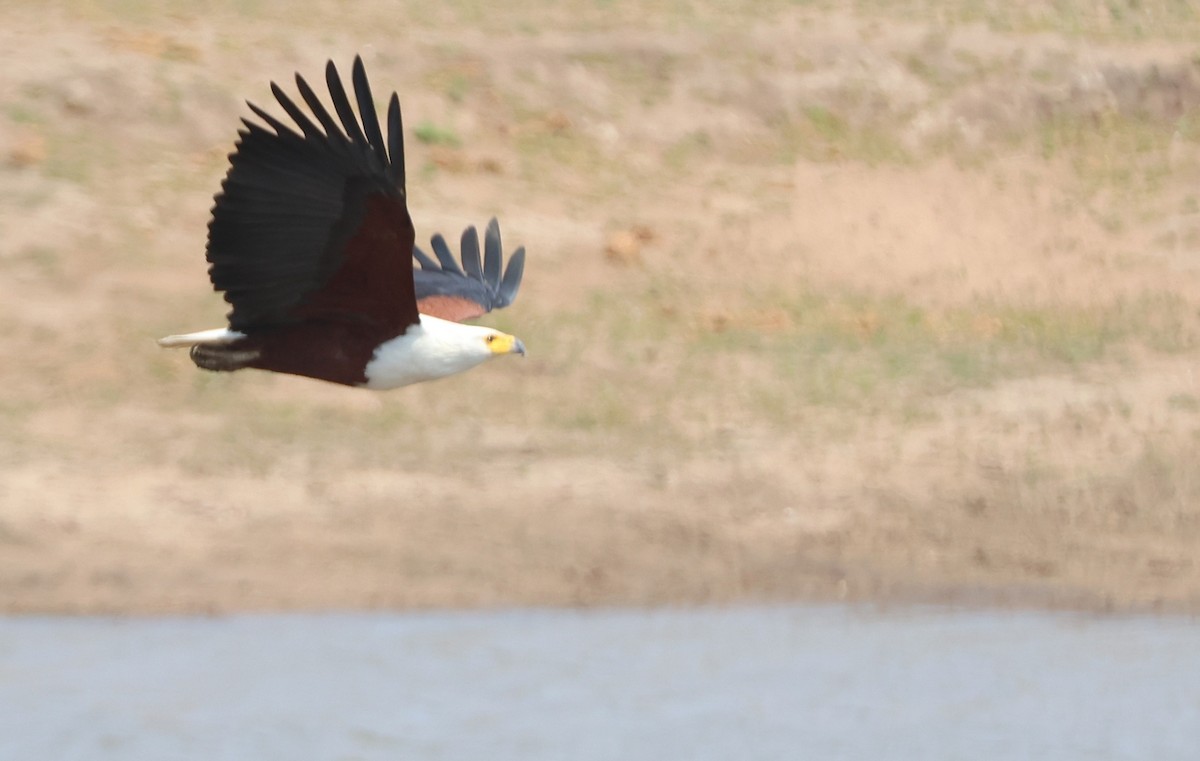 African Fish-Eagle - ML645637493