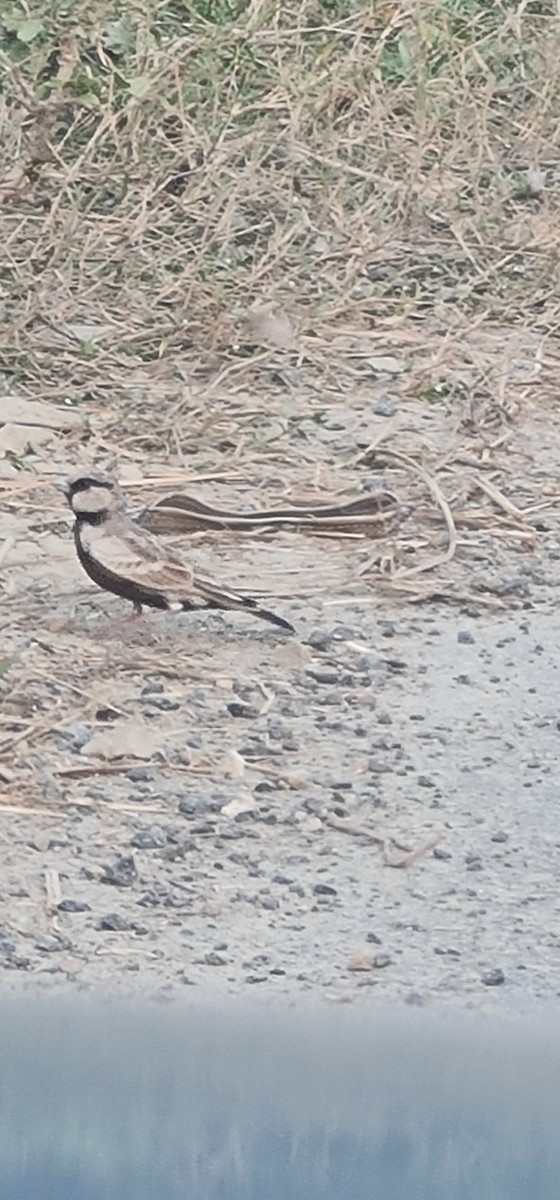 Ashy-crowned Sparrow-Lark - ML645637513