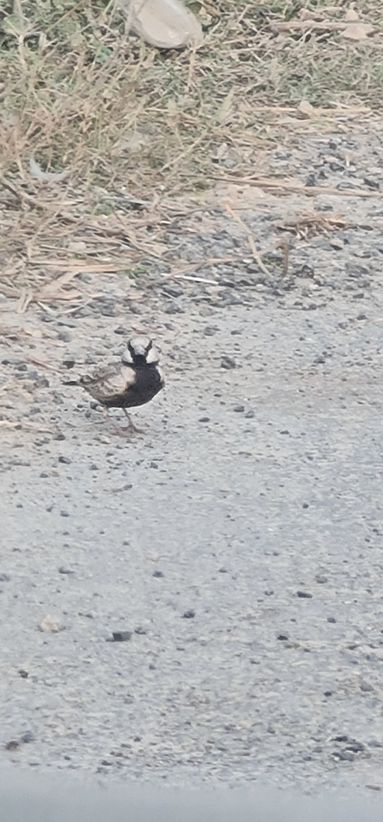 Ashy-crowned Sparrow-Lark - ML645637514