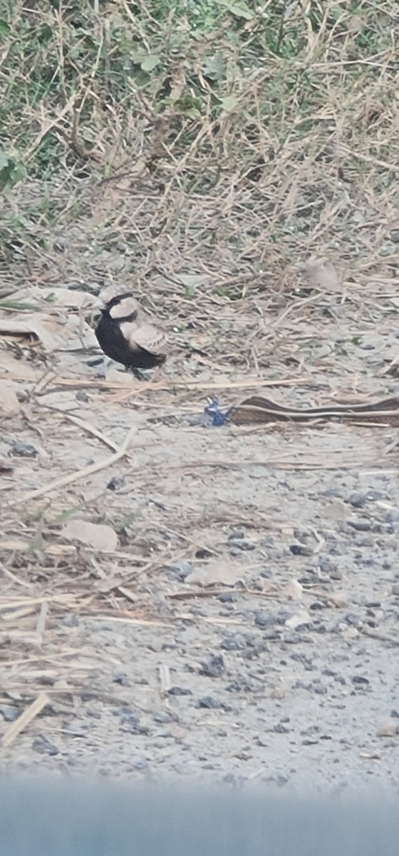 Ashy-crowned Sparrow-Lark - ML645637515