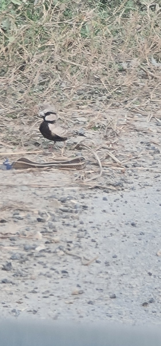 Ashy-crowned Sparrow-Lark - ML645637516