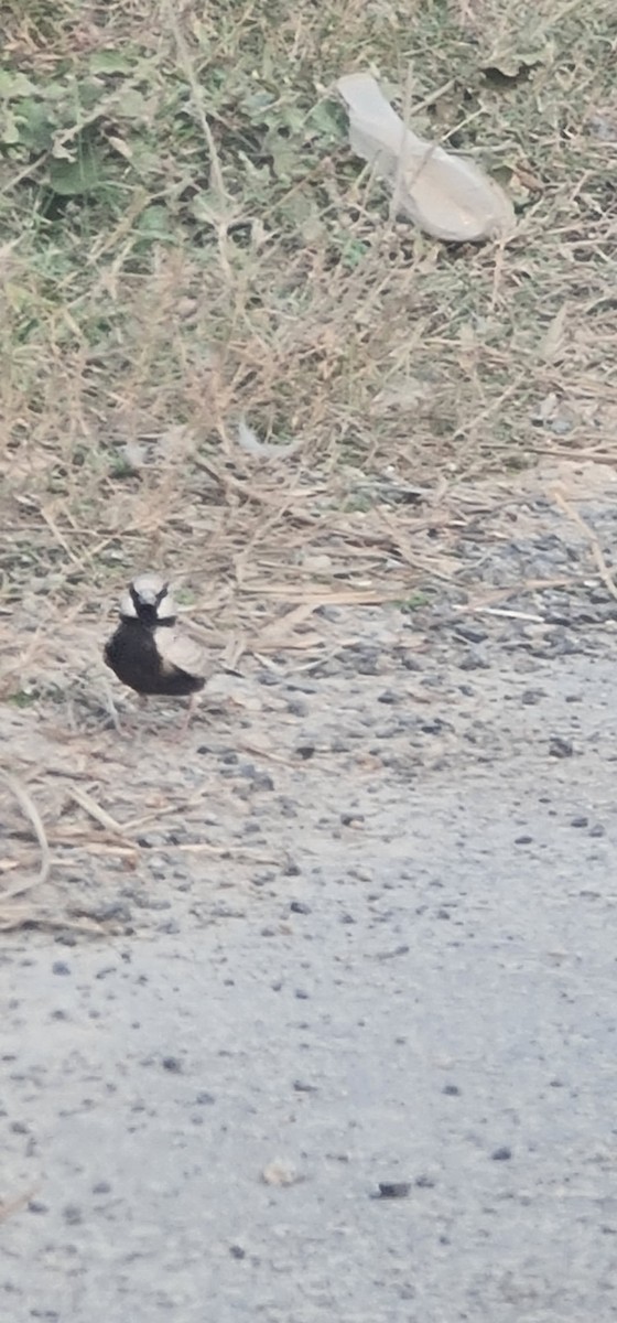 Ashy-crowned Sparrow-Lark - ML645637517