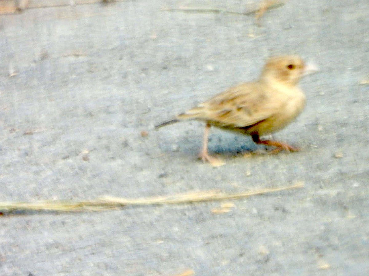 Ashy-crowned Sparrow-Lark - ML645637518