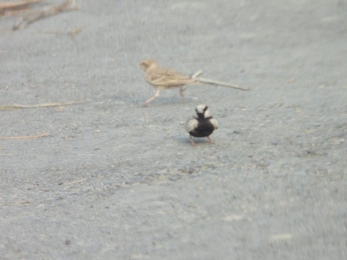 Ashy-crowned Sparrow-Lark - ML645637519