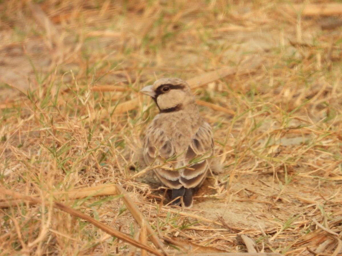 Ashy-crowned Sparrow-Lark - ML645637520