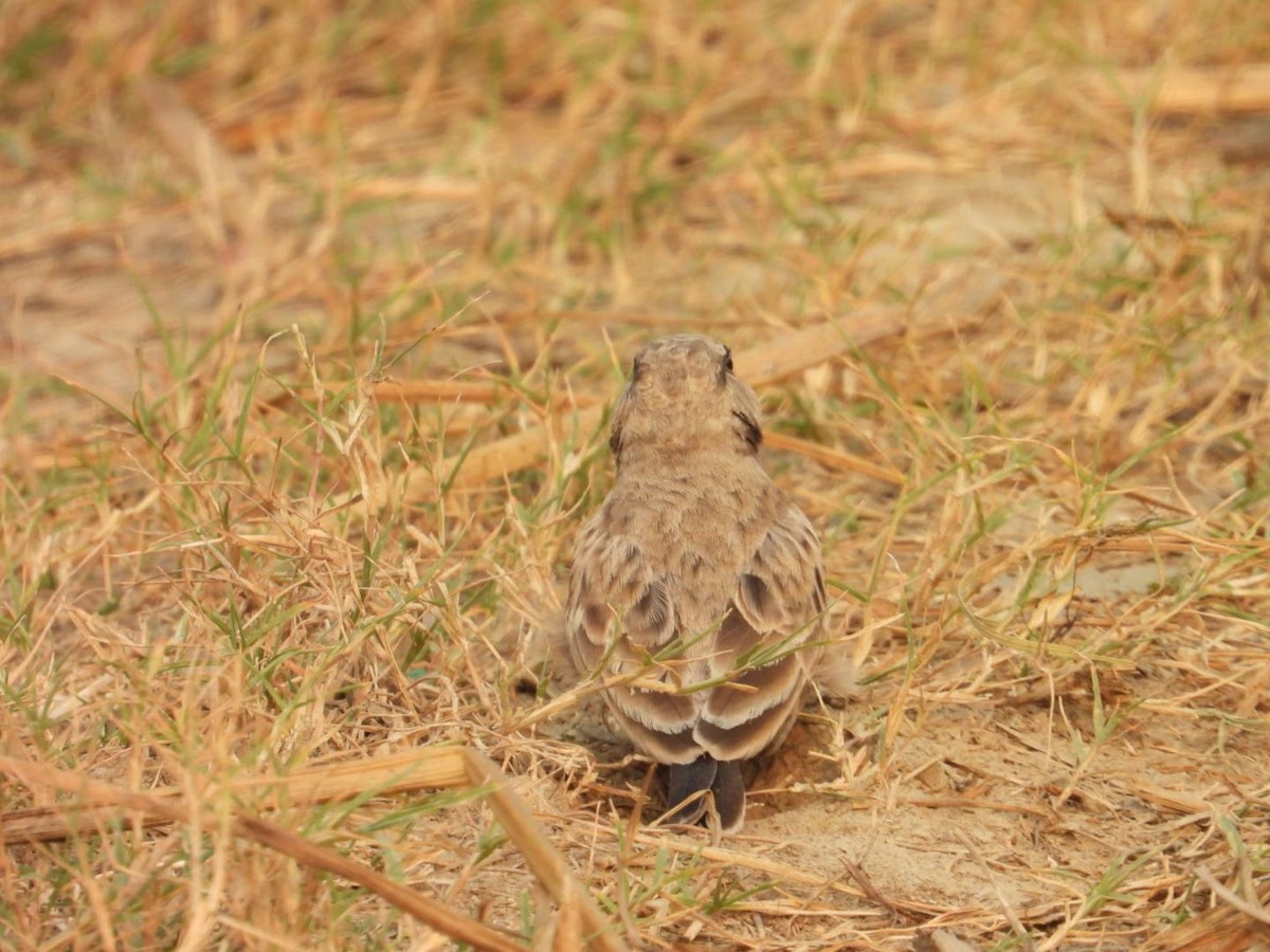 Ashy-crowned Sparrow-Lark - ML645637521