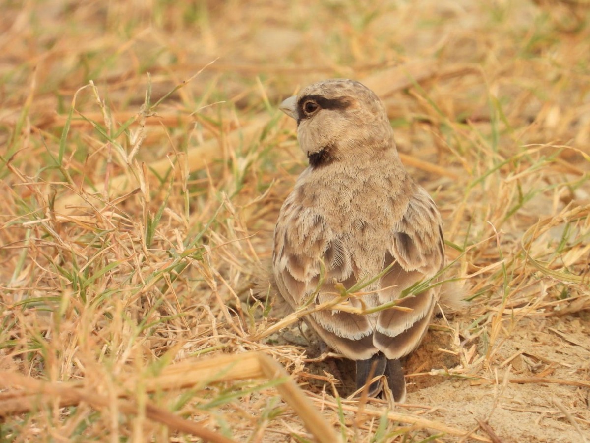 Ashy-crowned Sparrow-Lark - ML645637522