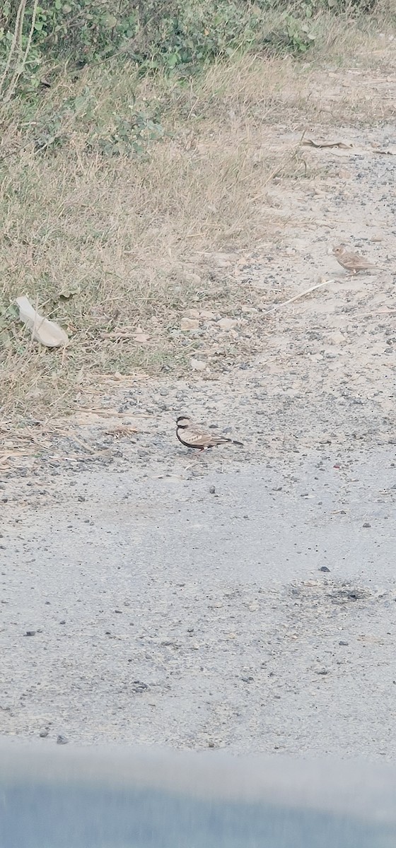 Ashy-crowned Sparrow-Lark - ML645637523