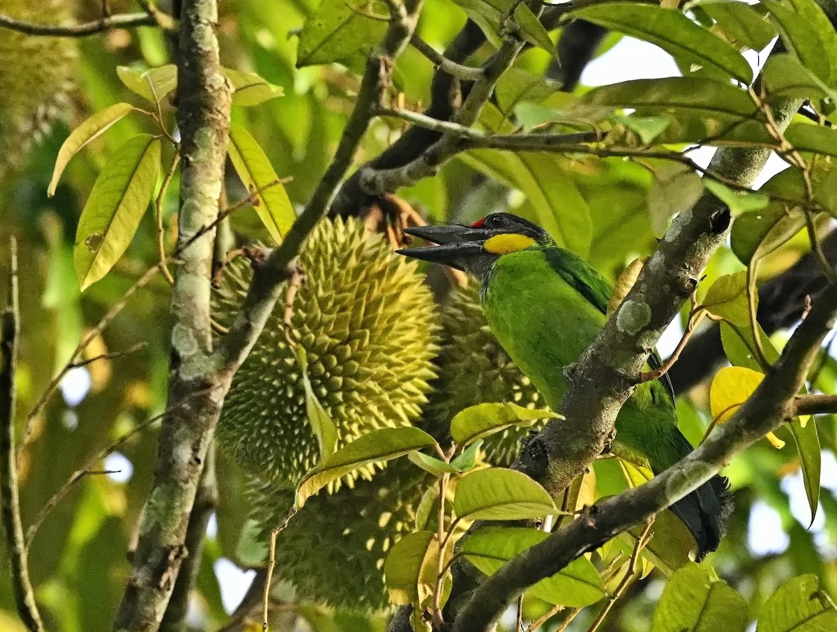 Gold-whiskered Barbet - ML645637526