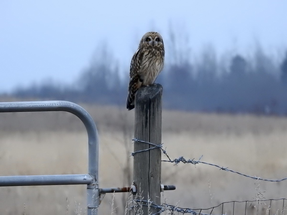 Short-eared Owl - ML645637536