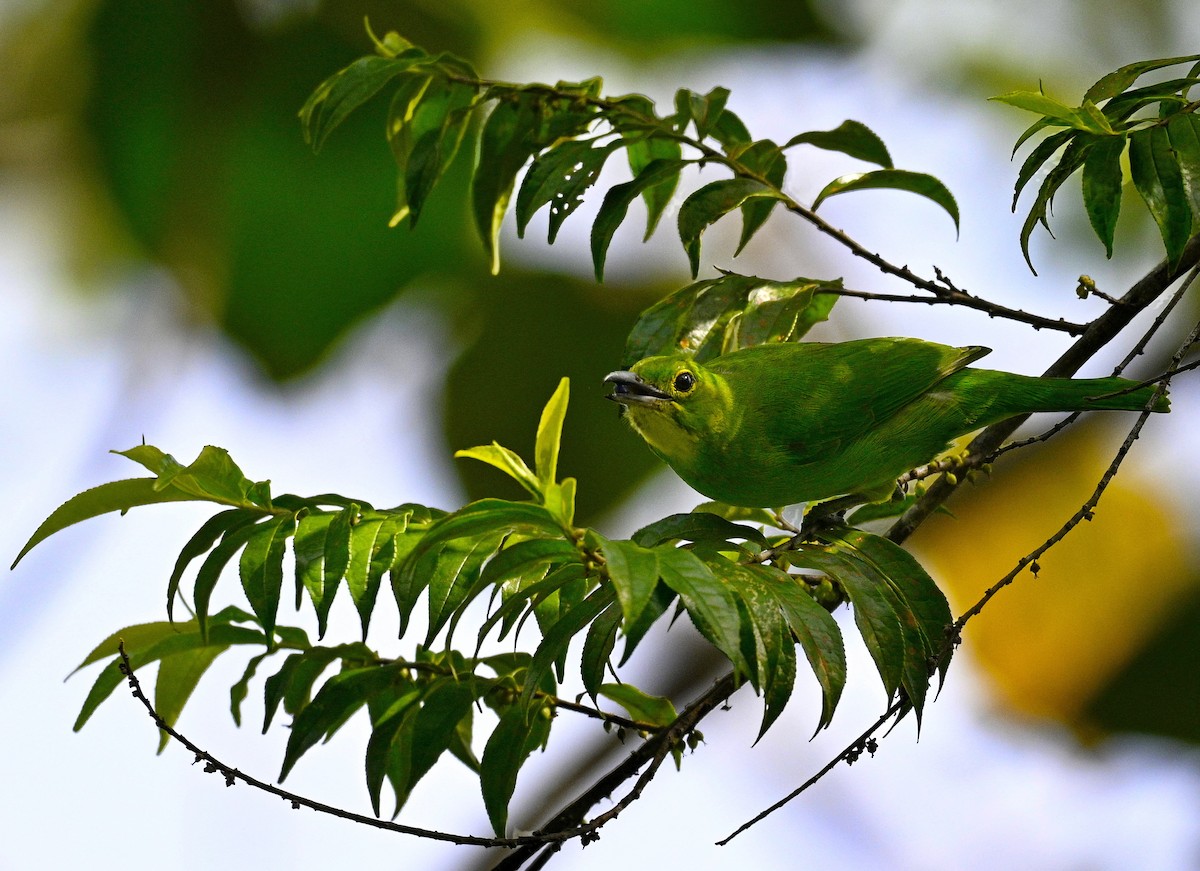 Greater Green Leafbird - ML645637537