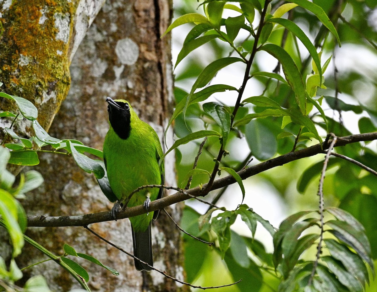 Greater Green Leafbird - ML645637538