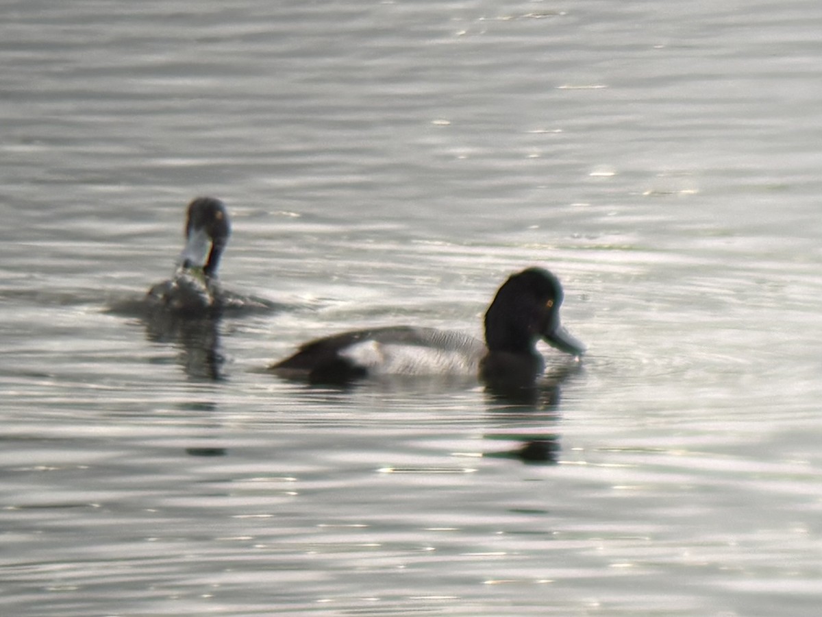 Lesser Scaup - ML645637539