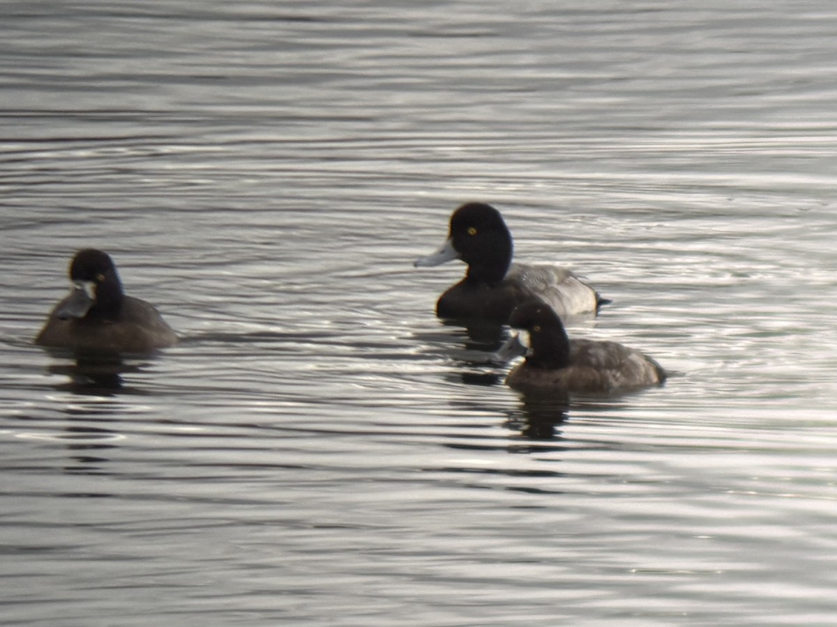 Lesser Scaup - ML645637540