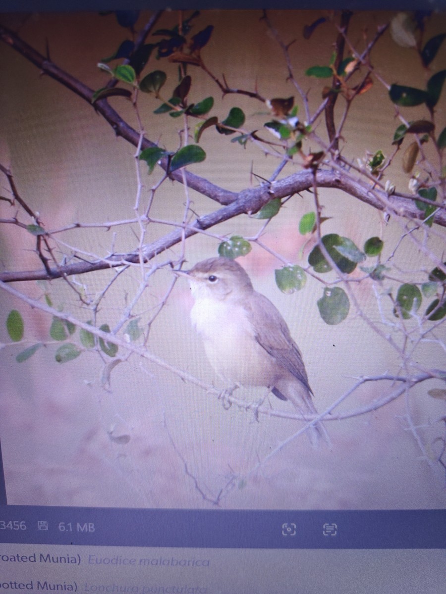 Clamorous Reed Warbler - ML645637541