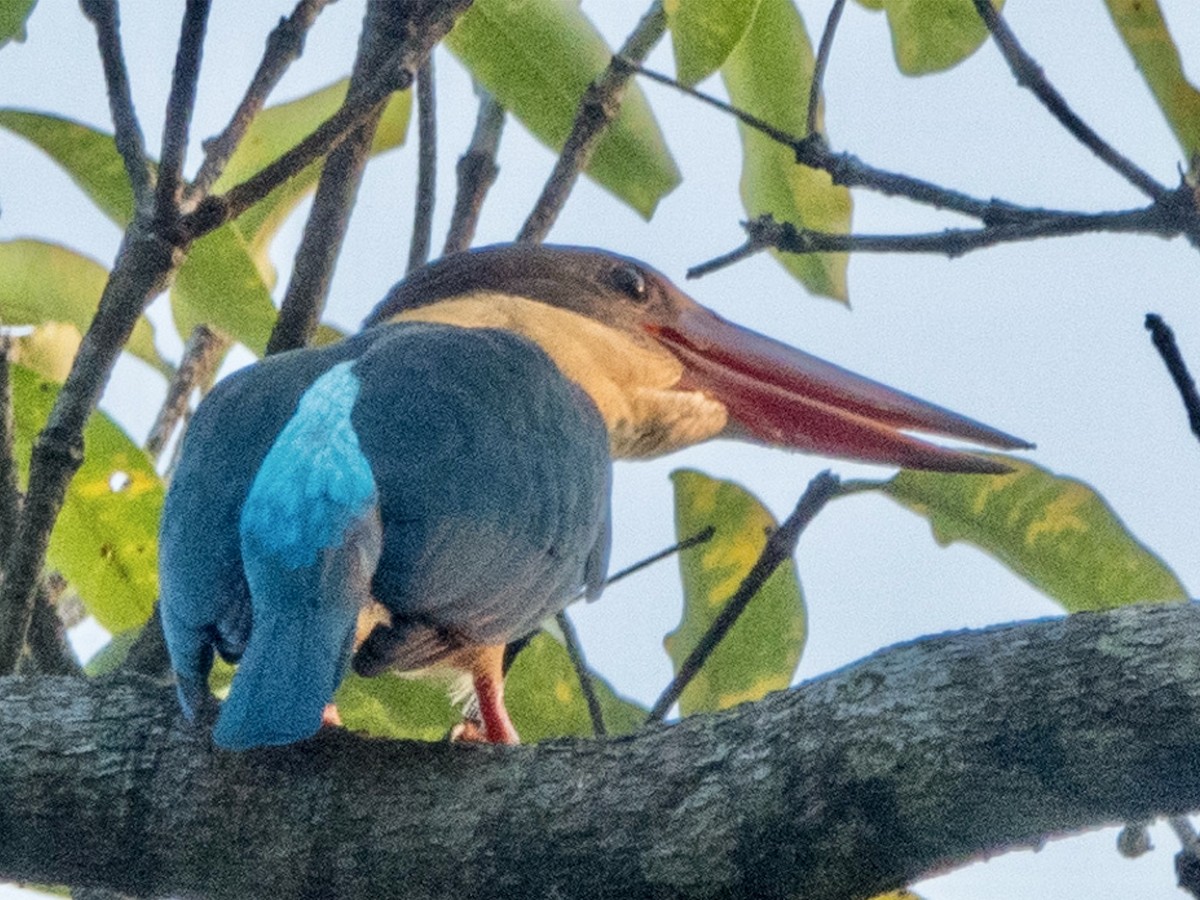 Stork-billed Kingfisher - ML645637544