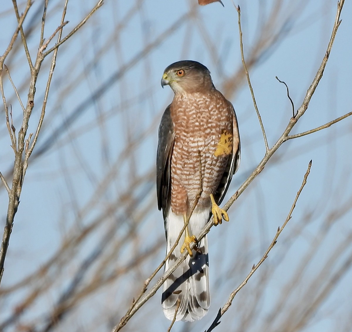 Cooper's Hawk - ML645637546