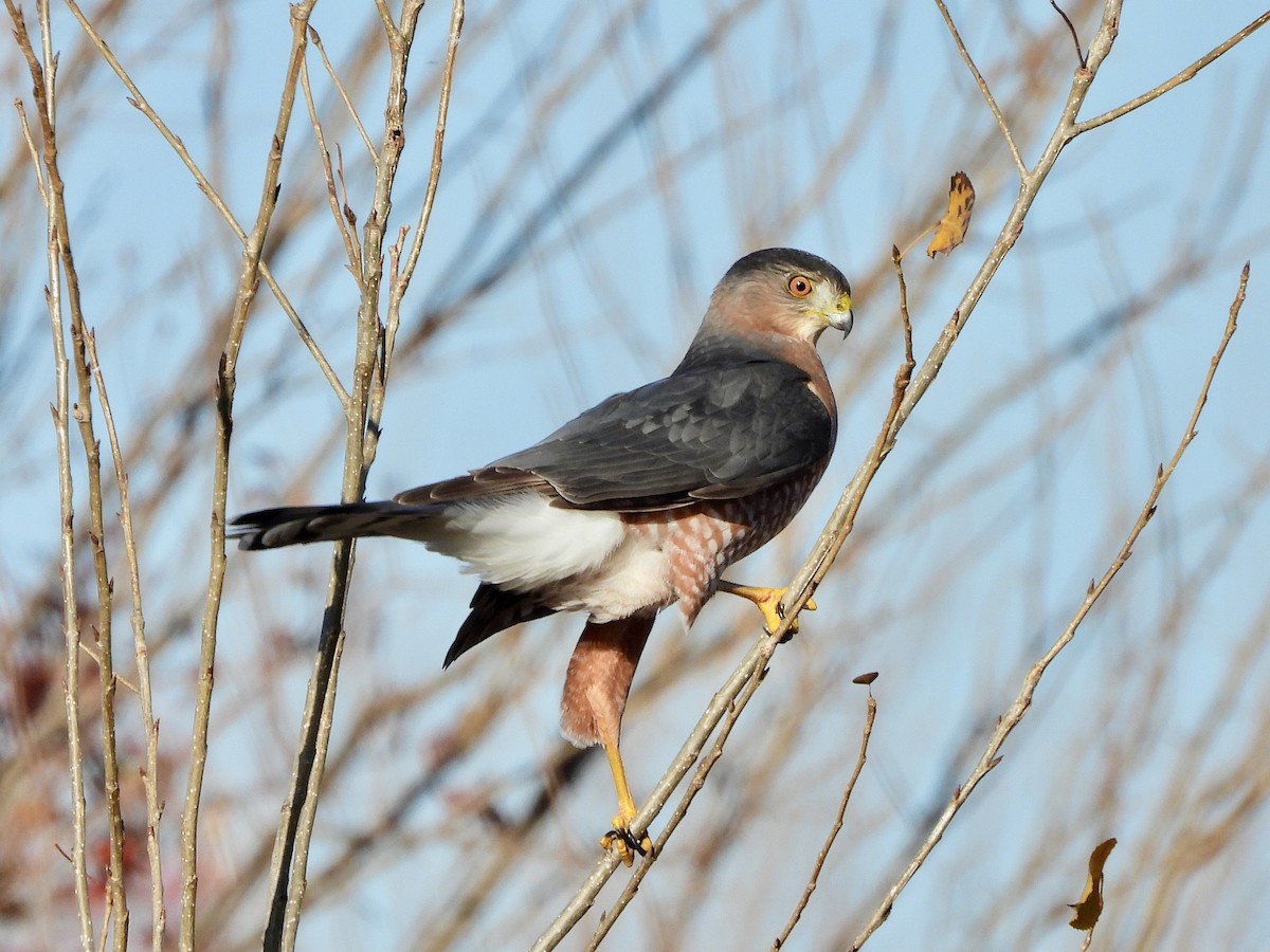 Cooper's Hawk - ML645637547