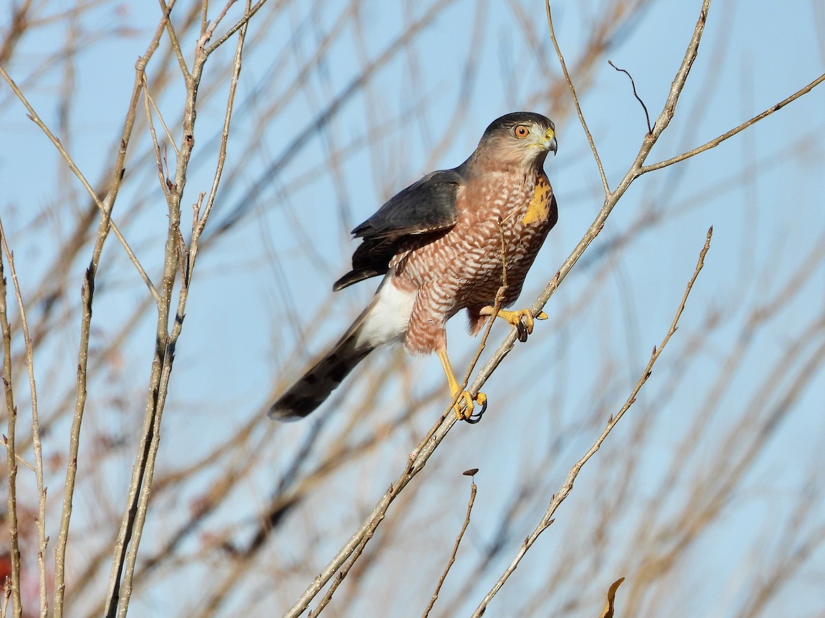 Cooper's Hawk - ML645637548