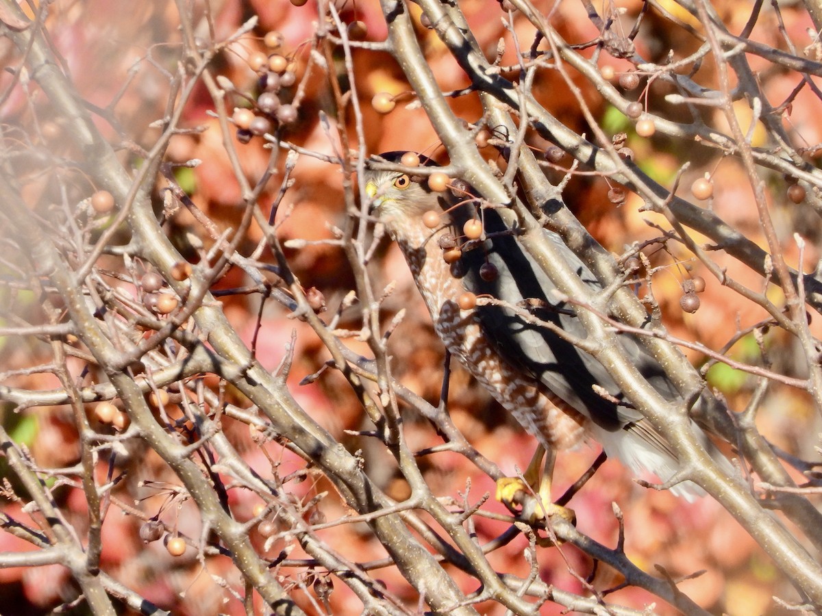 Cooper's Hawk - ML645637549