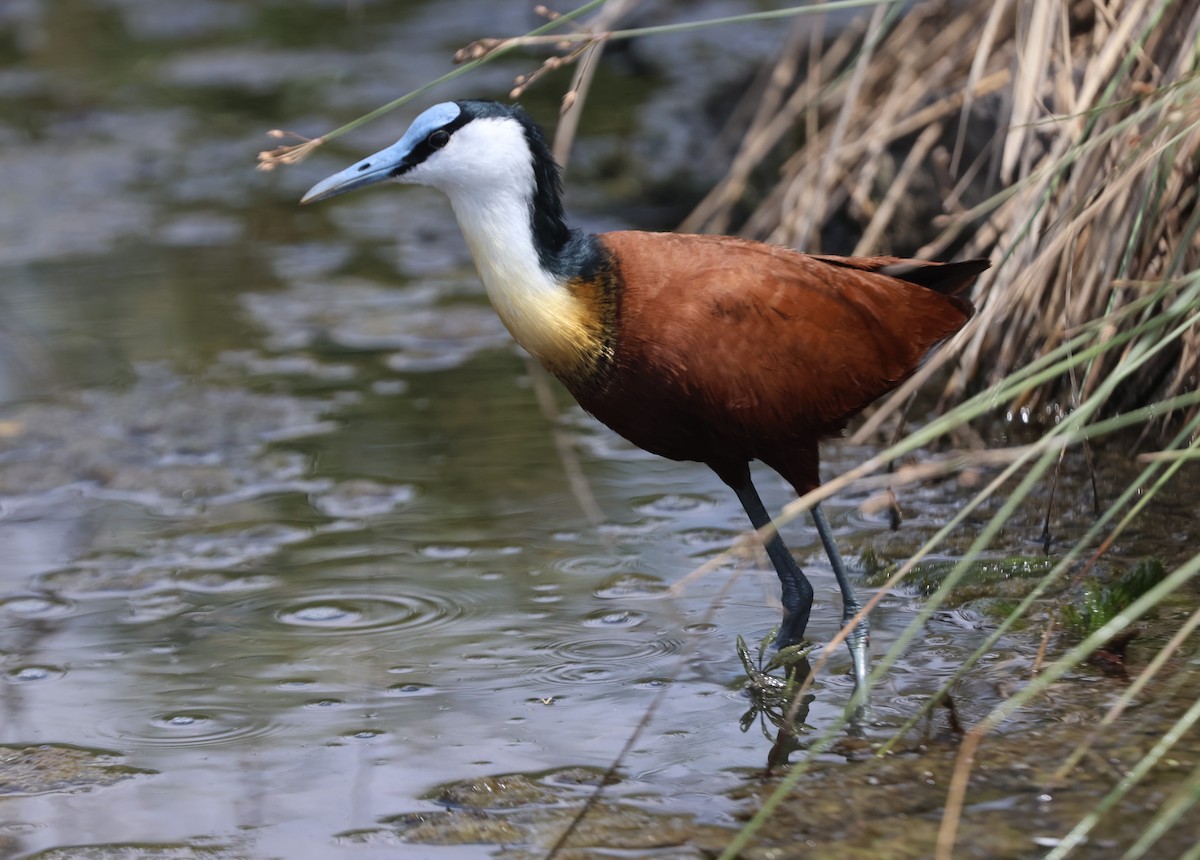 African Jacana - ML645637569