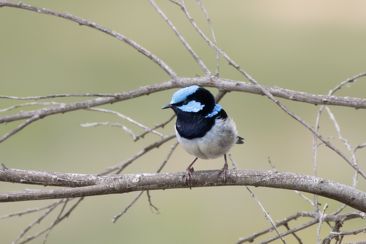 Superb Fairywren - ML645637570