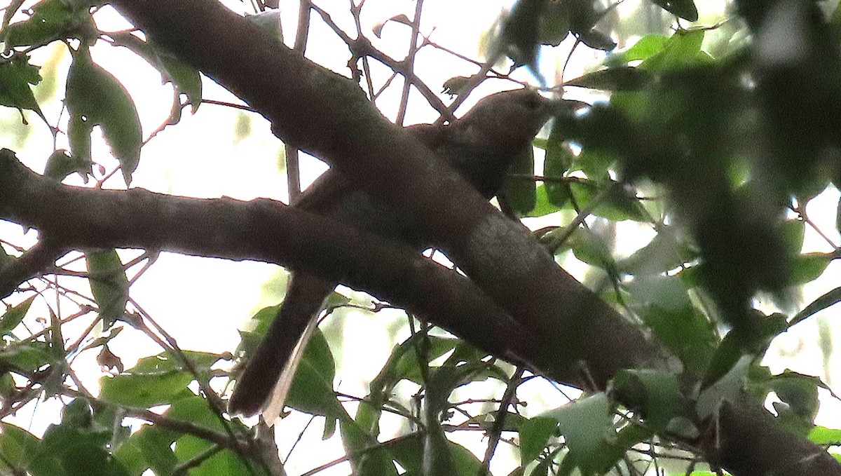 Regent Bowerbird - ML645637571