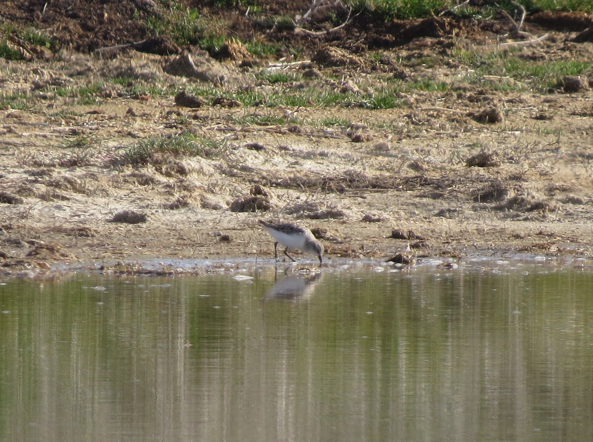 Küçük Kumkuşu - ML645637581