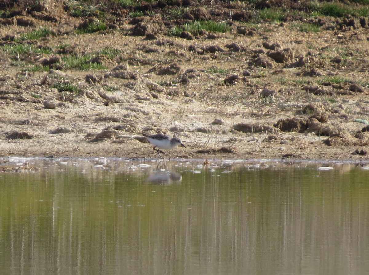 Küçük Kumkuşu - ML645637582