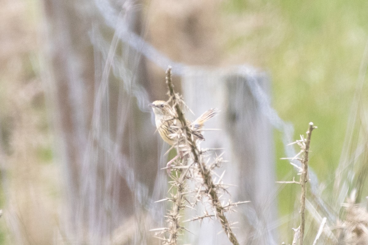 Striated Fieldwren - ML645637583