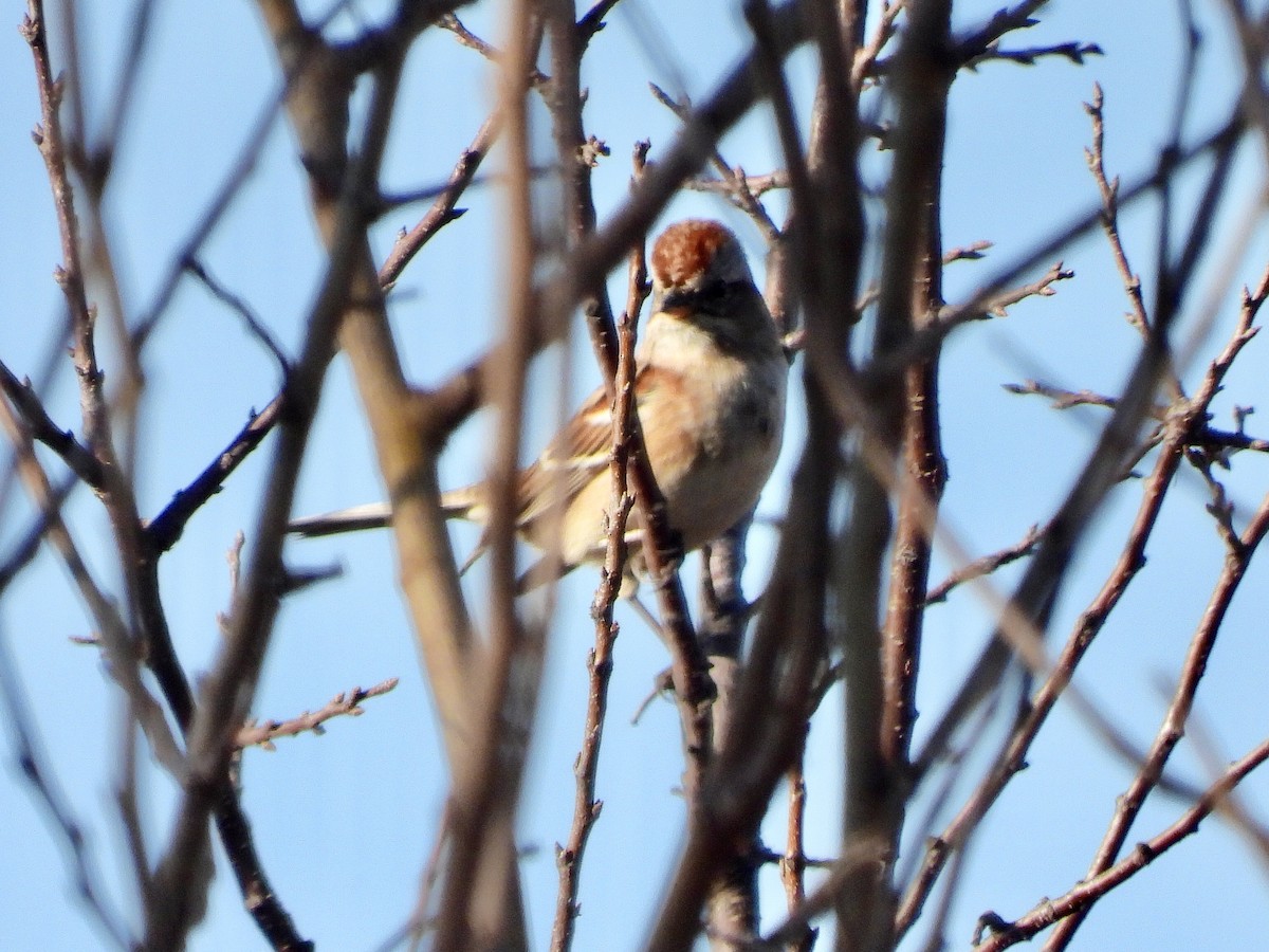 Пасовник північний - ML645637597