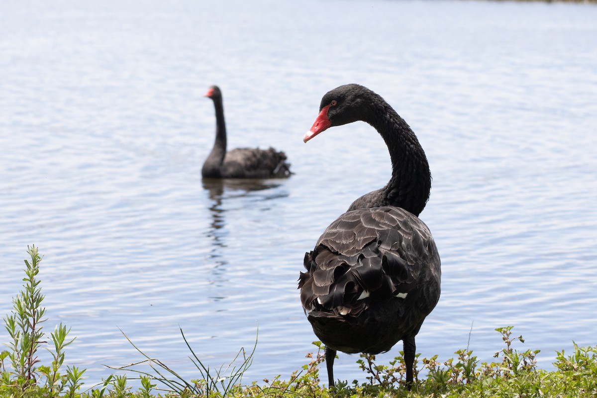 Black Swan - ML645637600